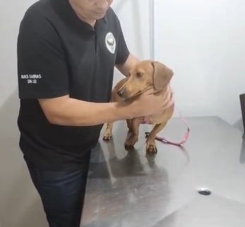 video:-professora-universitaria-e-presa-por-agredir-cachorro-no-rio