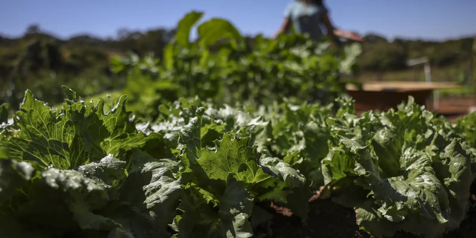 parceria-destina-r$-299-milhoes-para-agricultura-familiar-na-bahia