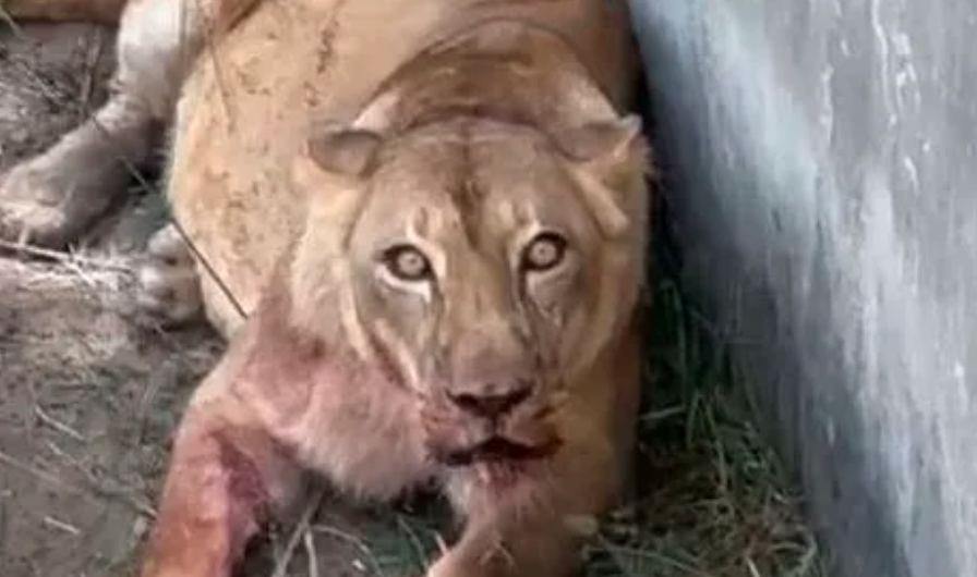 rapaz-invade-jaula-de-leoa:-policia-suspeita-de-suicidio