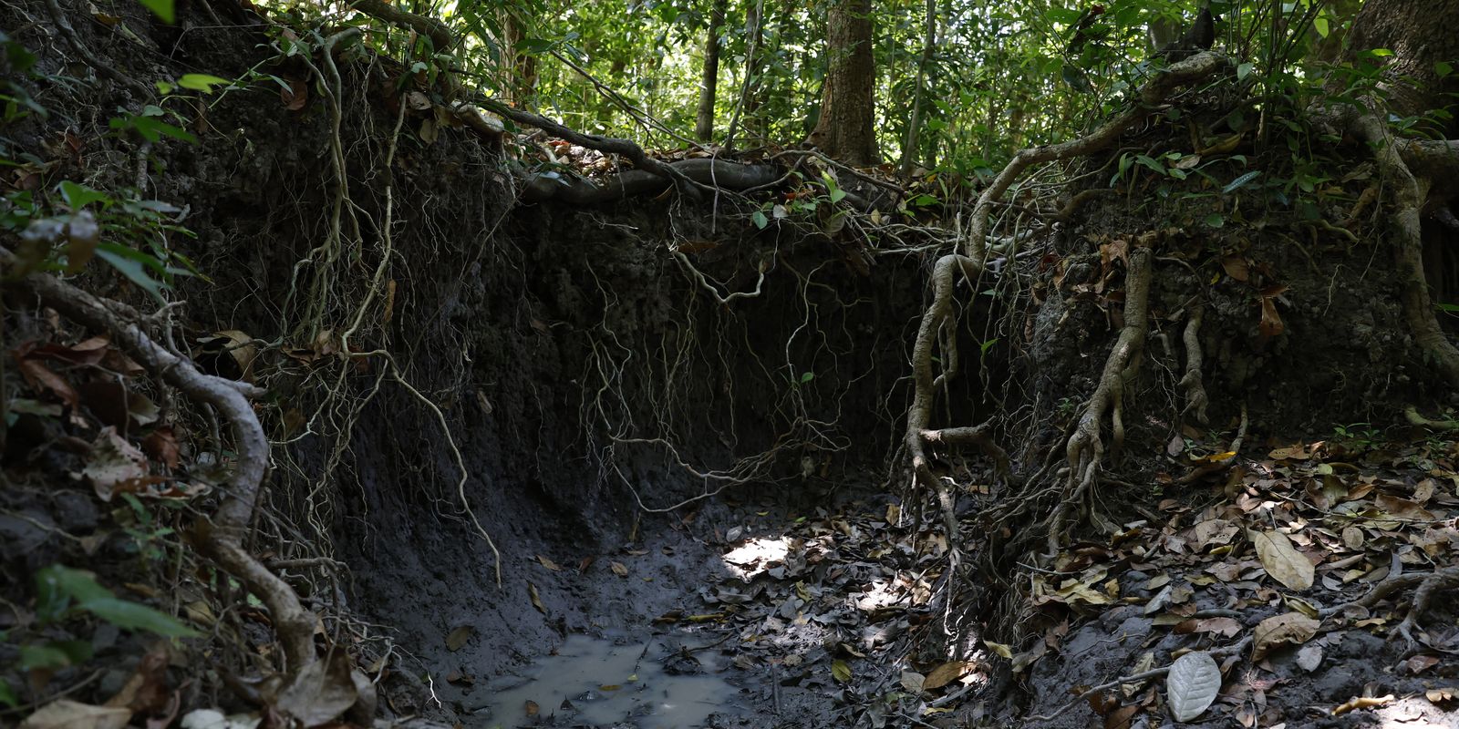 brasil-tem-mais-de-37-bilhoes-de-toneladas-de-carbono-organico-no-solo