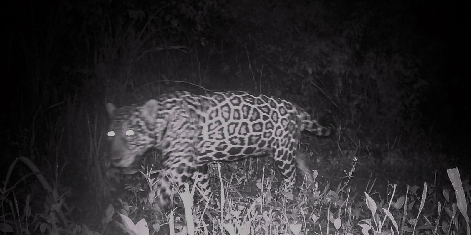 campo-grande-recebe-evento-sobre-conservacao-de-animais-silvestres