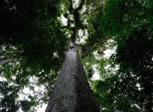 com-63-vetos,-presidente-lula-sanciona-o-pl-do-licenciamento-ambiental