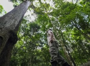 brasil-vai-investir-us$-1-bilhao-no-fundo-para-florestas-tropicais