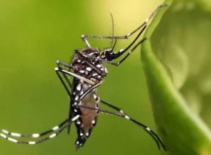 o-caminho-da-dengue:-estudo-aponta-de-onde-veio-linhagem-que-causou-epidemia