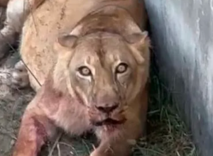 rapaz-invade-jaula-de-leoa:-policia-suspeita-de-suicidio