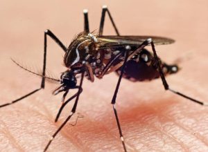 sp-confirma-primeira-morte-por-dengue-em-2026;-pais-ja-soma-11-mil-casos-provaveis-da-doenca