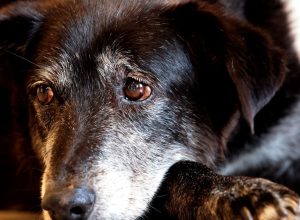 justica-condena-lojista-a-5-anos-de-reclusao-por-maus-tratos-a-caes