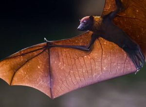 conheca-a-raposa-voadora,-especie-de-morcego-gigante-que-hospeda-virus-nipah