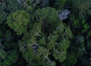 floresta-amazonica-esta-mais-resistente-a-seca,-diz-estudo-da-ufmg