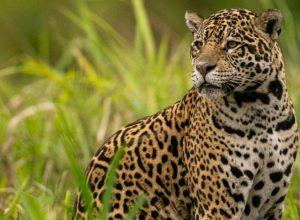 onca-volta-ao-local-onde-matou-caseiro-e-ataca-socorrista